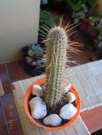 MACETA PEQUEÑA...3 EUROS